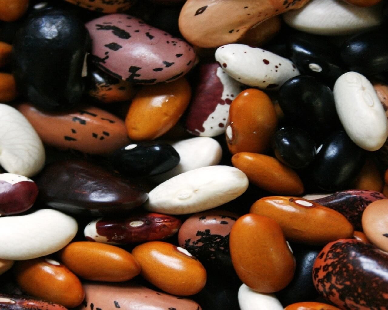 diversi tipi di fagioli