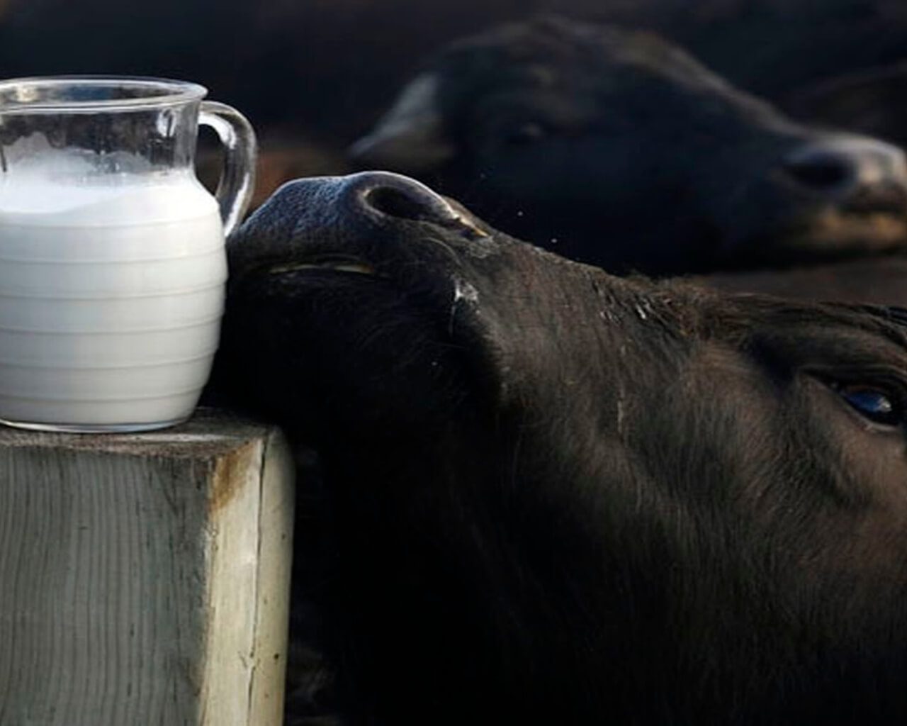 bufalo e caraffa di latte di bufal