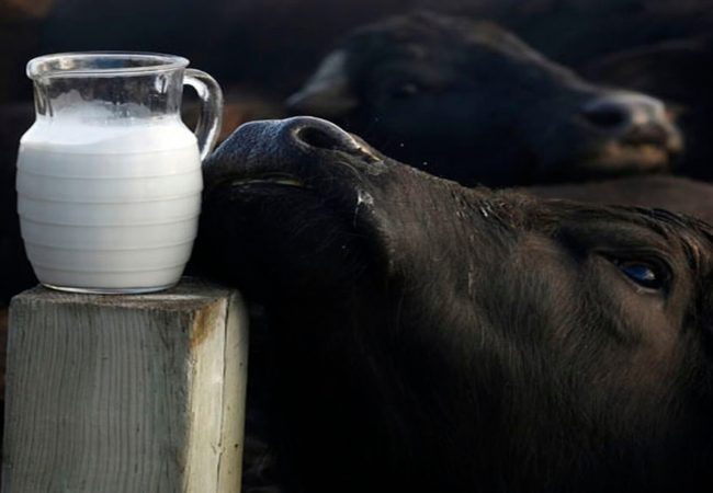 bufalo e caraffa di latte di bufal