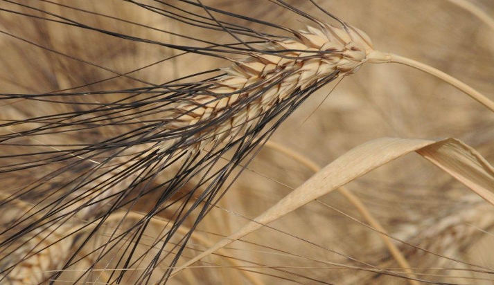 Grano Duro Senatore Cappelli