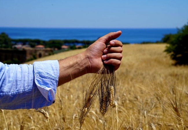 Grano Senatore Cappelli - Copertina
