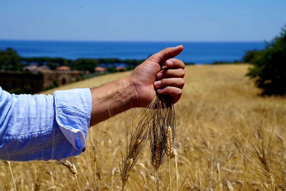 Grano Senatore Cappelli - Copertina